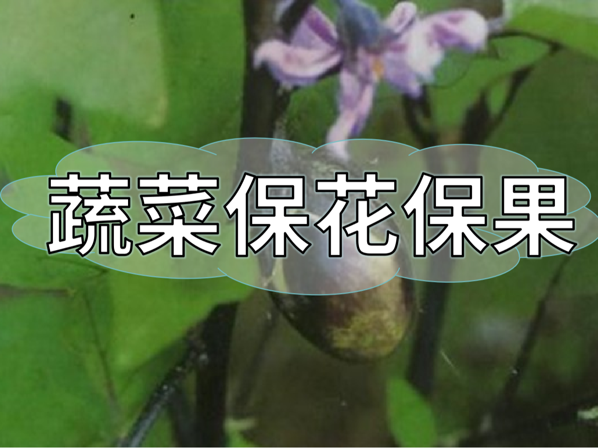 蔬菜高溫花少坐果少，一套方案促花保果