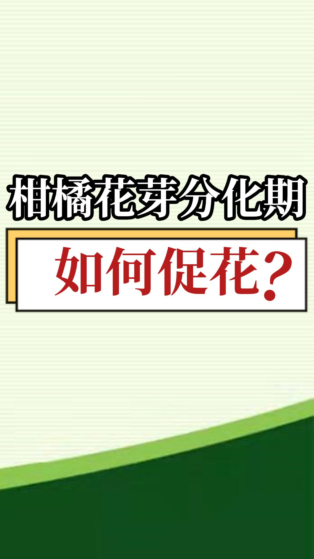 柑橘花芽分化期如何促花？