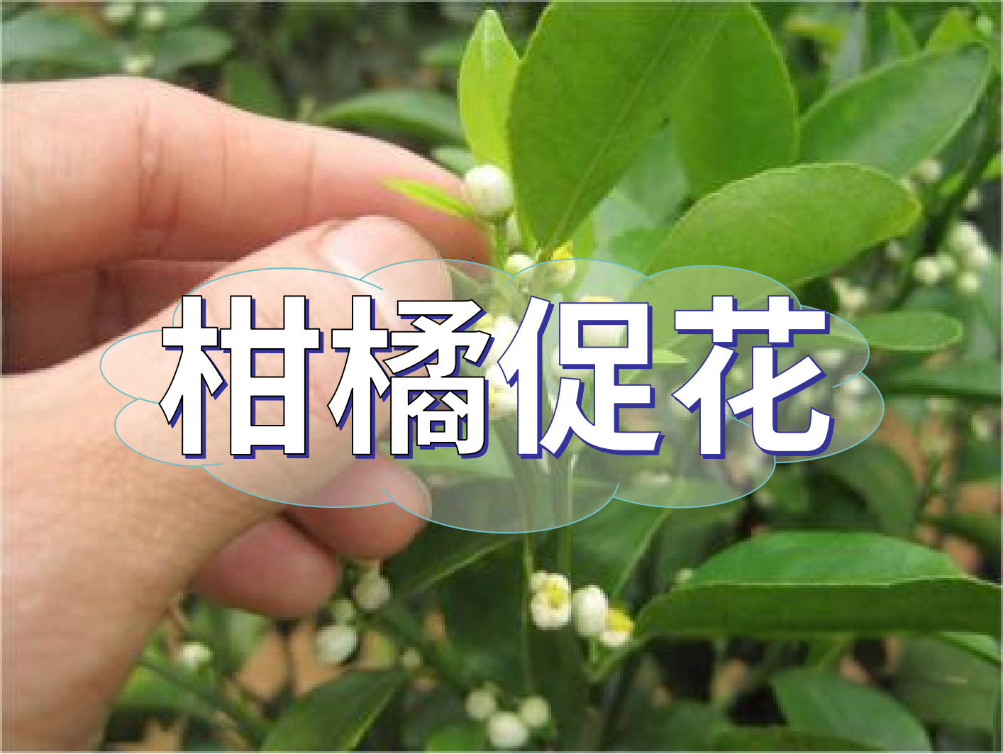 到了柑橘秋梢期，什么時(shí)候<i style='color:red'>促花</i>？
