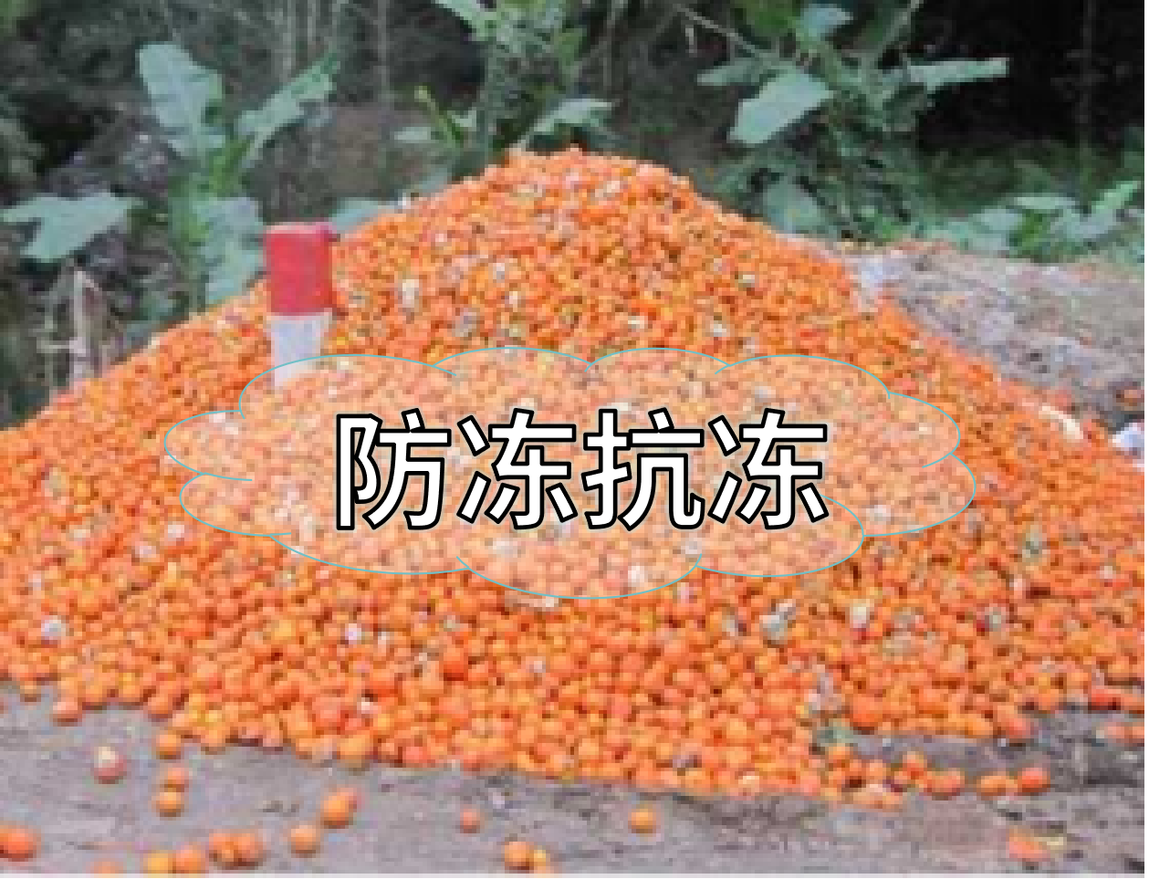 抗凍營養(yǎng)提前積累，今年抗凍不愁