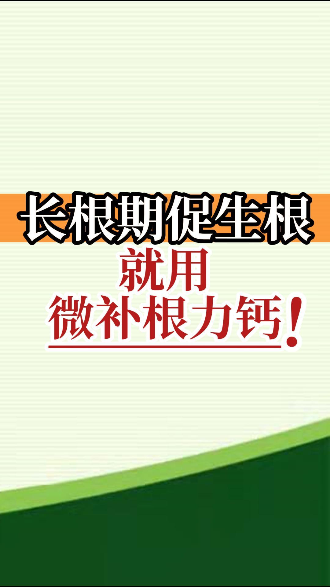 長根期促生根就用微補根力鈣！