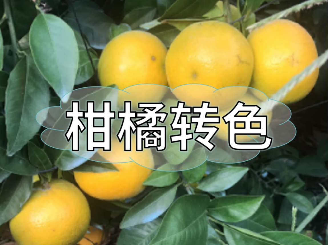 柑橘著色不理想，沖刺品質(zhì)果要抓緊了！