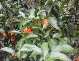 微補方案反饋|跟著農(nóng)友們管理，放優(yōu)質(zhì)秋梢并不難