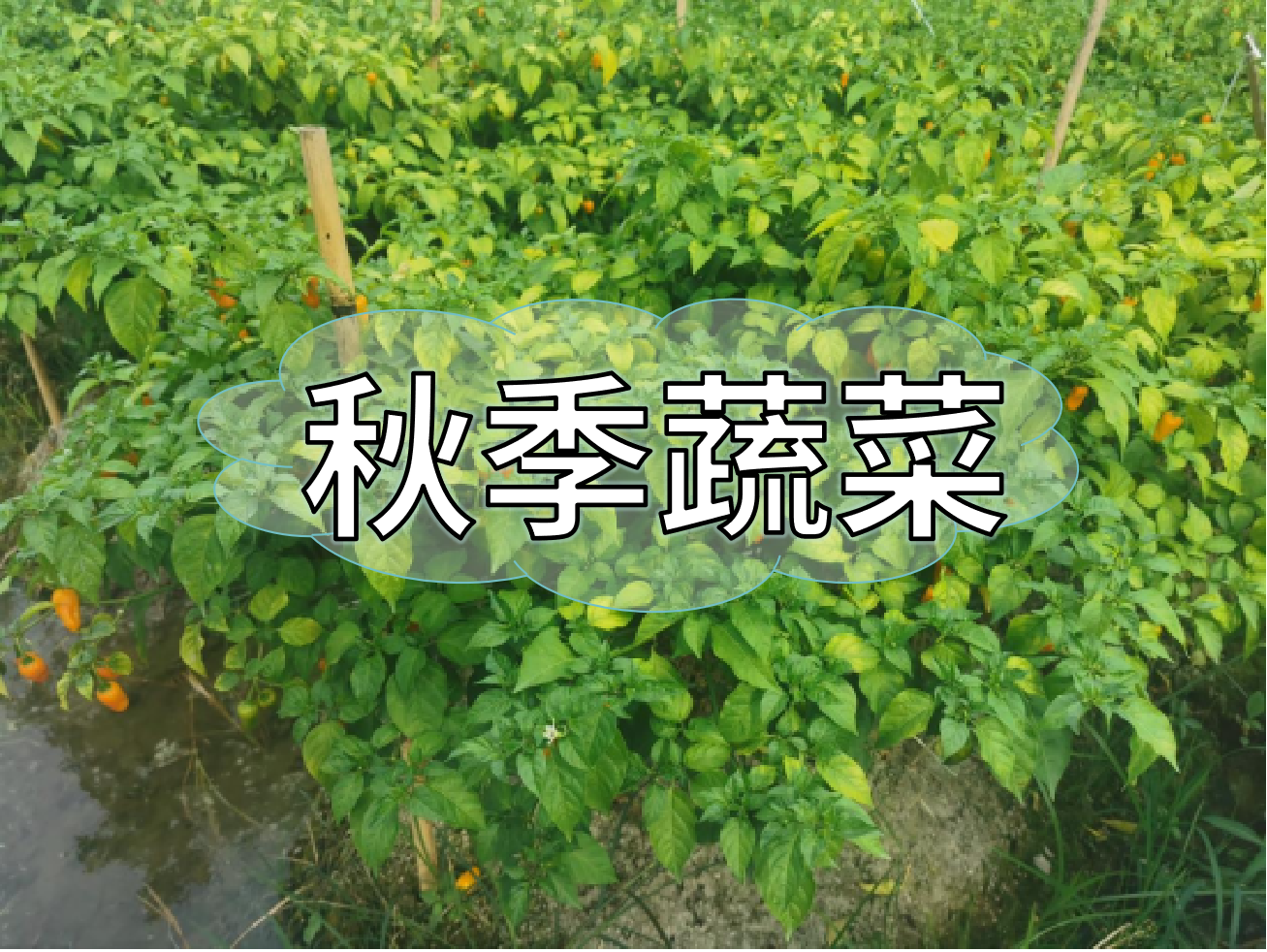 秋種蔬菜，如何提高成活率提高產(chǎn)量