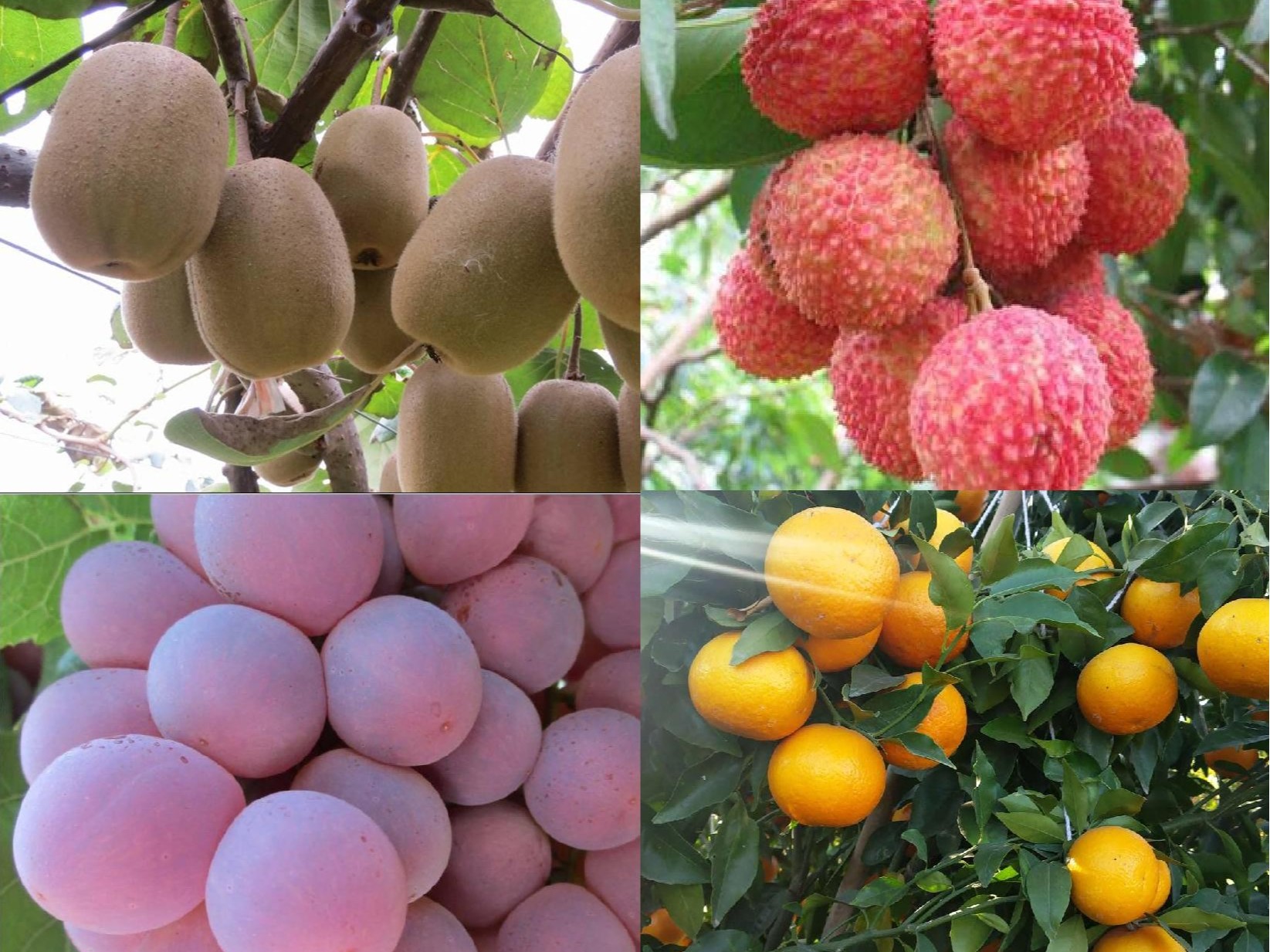 果樹補鈣全攻略：告別裂果爛果，種出優(yōu)質好果