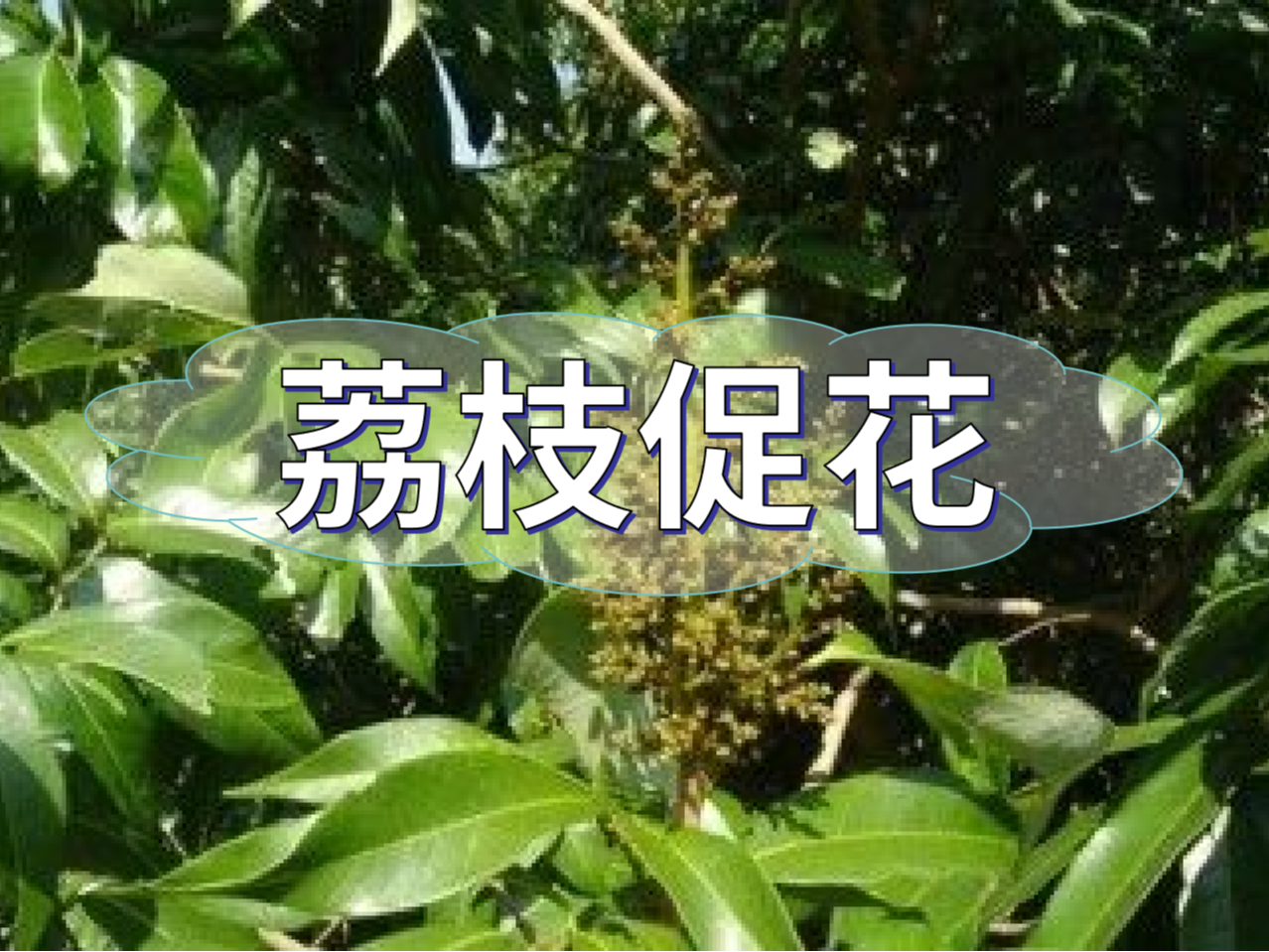 早熟荔枝，開始促花啦！