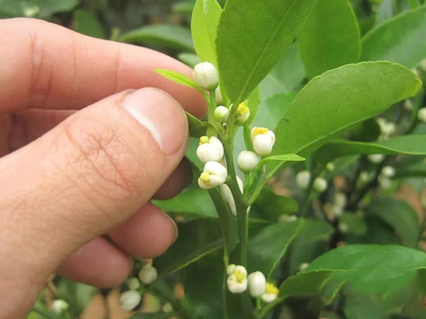 沃柑茂谷柑來花多要疏花，促花工作就不做了，小心花多不壯
