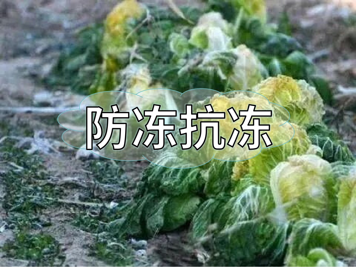 作物防凍提前做起來(lái)，減損增效有妙方