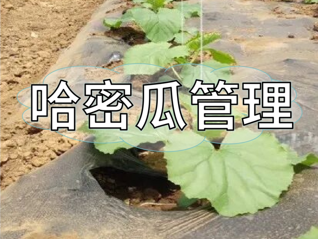 哈密瓜增產提質管理