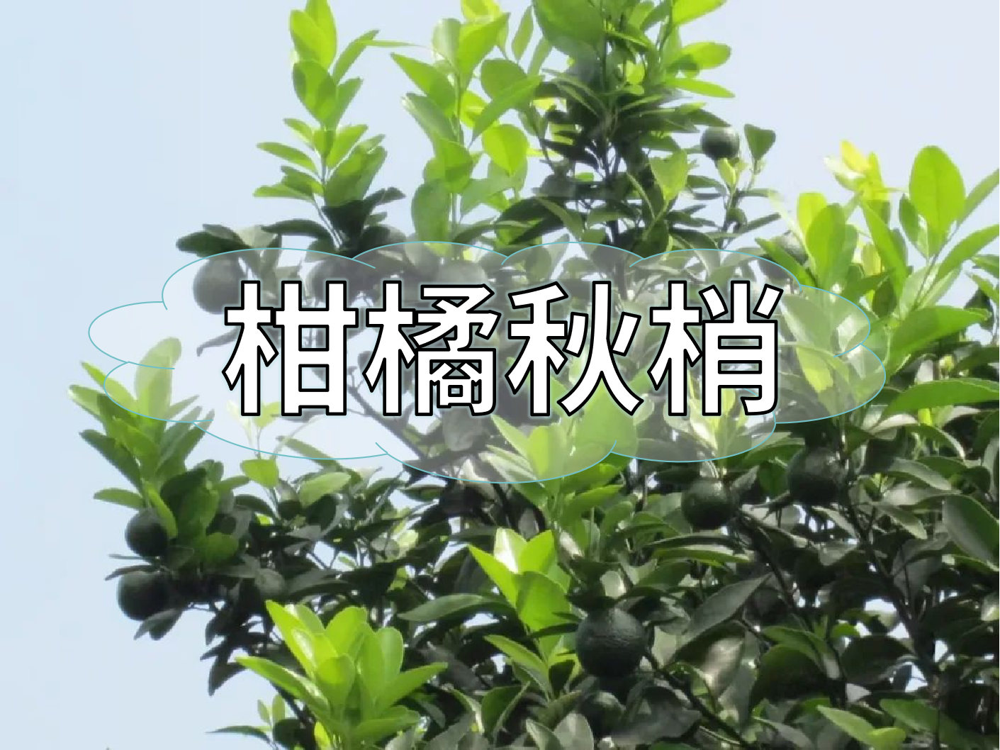 <i style='color:red'>柑橘秋梢</i>管理痛點(diǎn)，三招培育健壯結(jié)果母枝