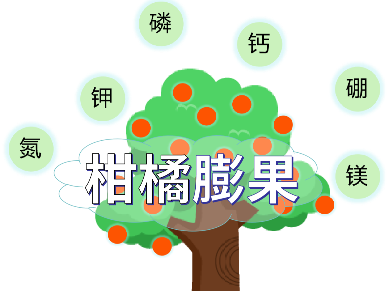 <i style='color:red'>柑橘膨果</i>慢？找準原因，“對癥下藥”