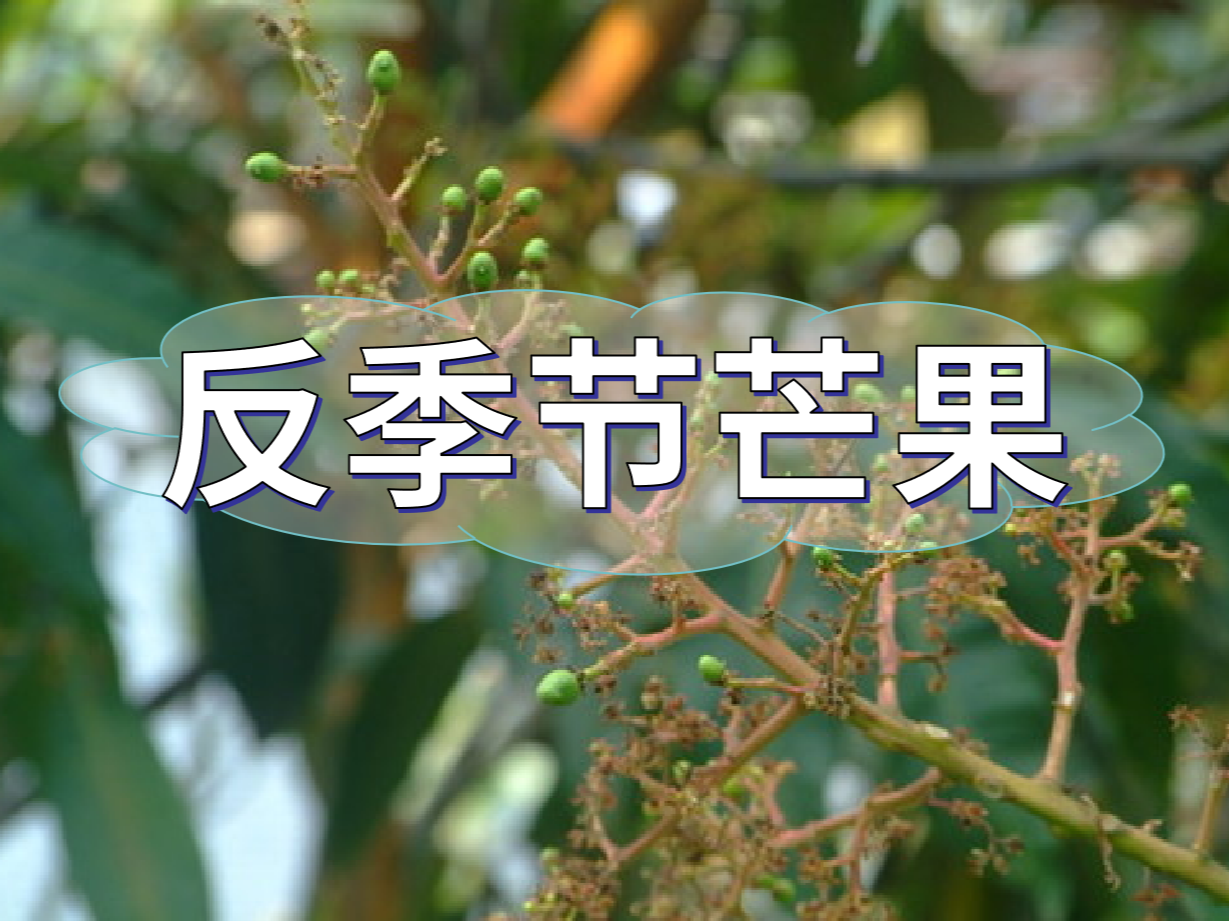 反季芒果幼果期管理