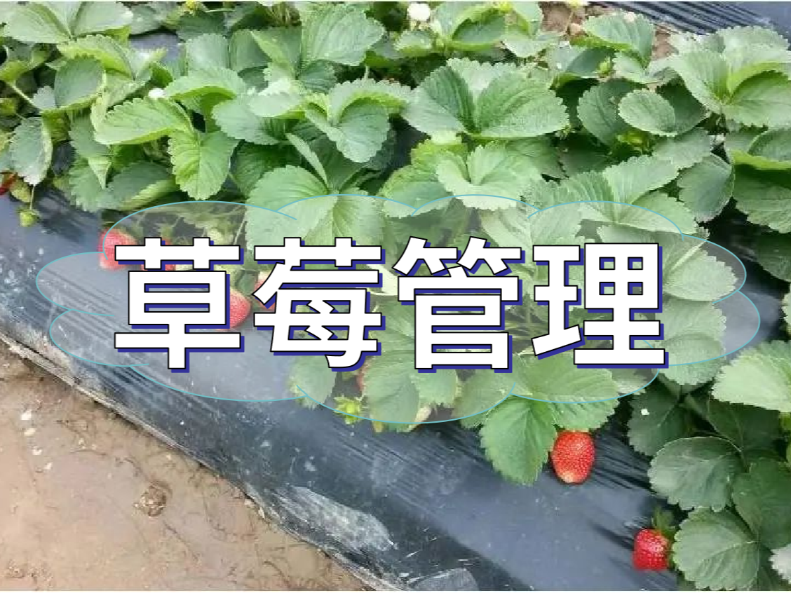這樣做讓你的草莓品質(zhì)好，產(chǎn)量高！