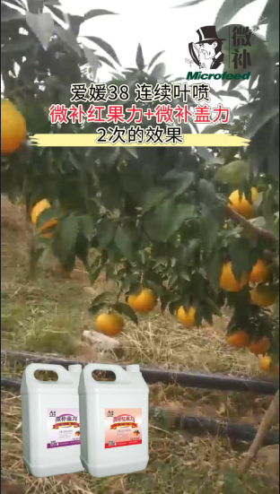 愛媛38 連續(xù)葉噴微補紅果力+微補蓋力2次的效果